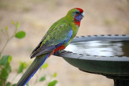 Animal outdoors wing photo