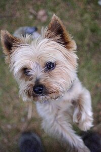 Dog yorkshire terrier little dog photo