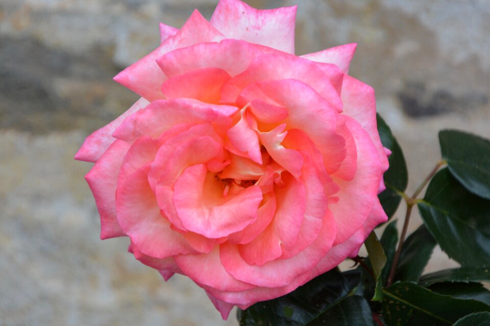 Garden pale pink nature