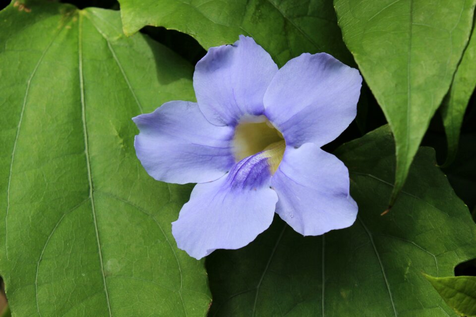 Floral plant green