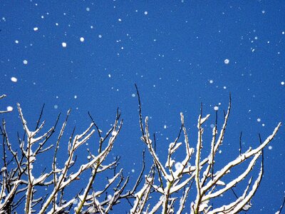 Winter tree christmas