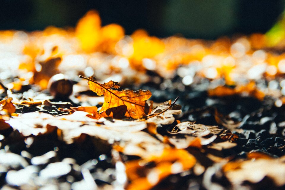 Colors glowing oak