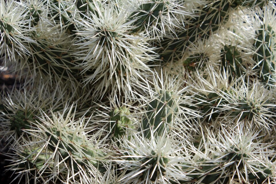 Plant prickly green