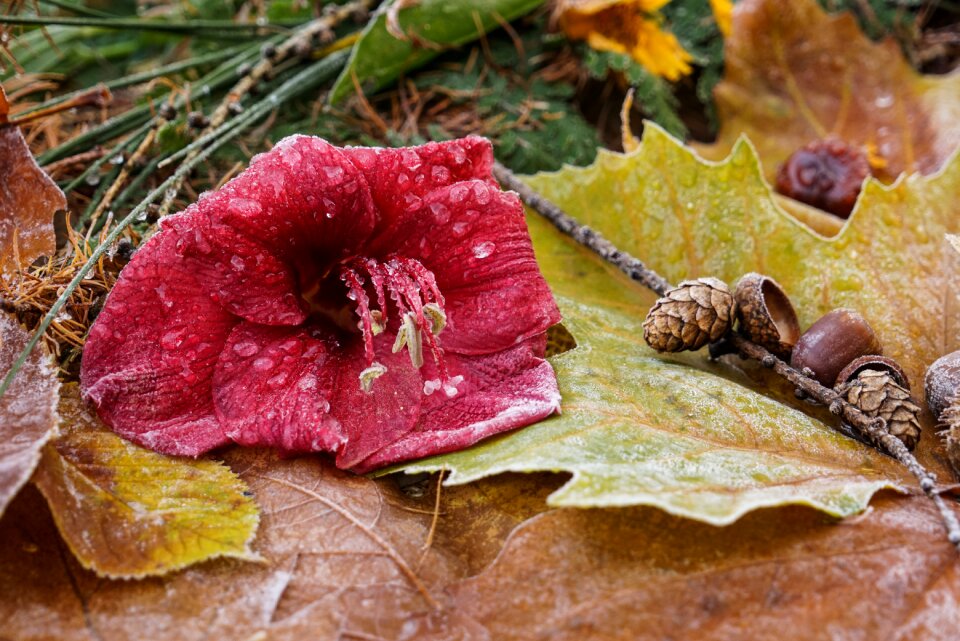 Amaryllis red flower colorful autumn leaves