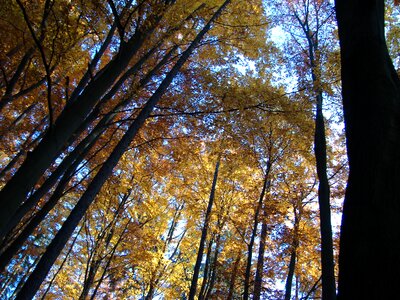 Trees autumn nature photo