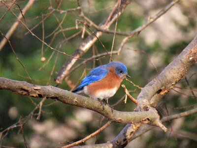 Wildlife outdoors blue bird