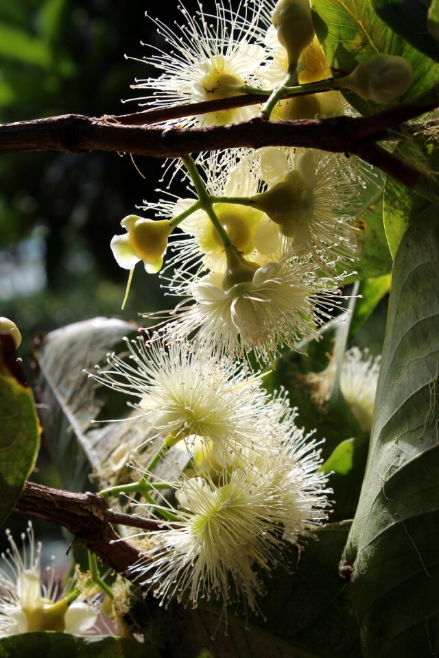 Nature floral plant