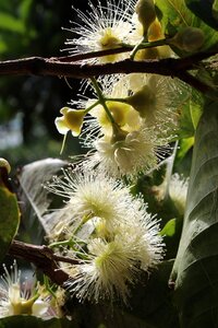 Nature floral plant