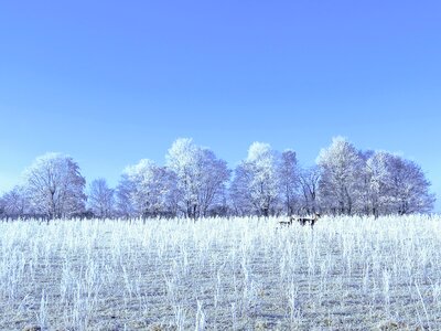 Trees frost snow photo