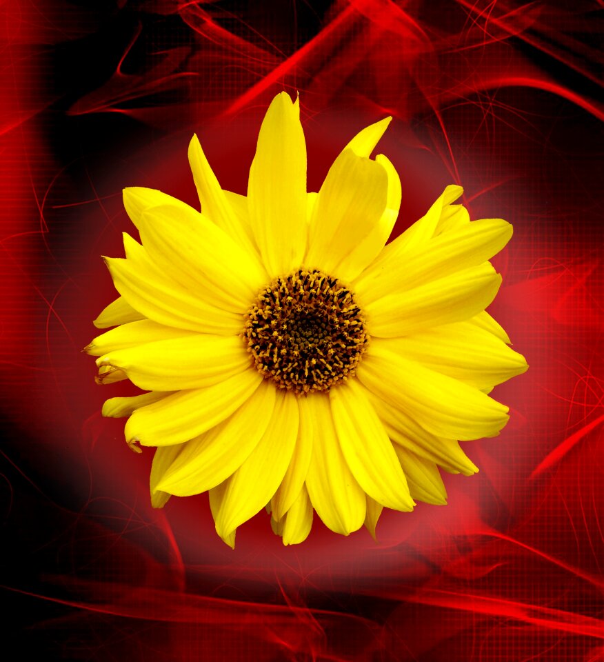 Of course beautiful flower yellow flower