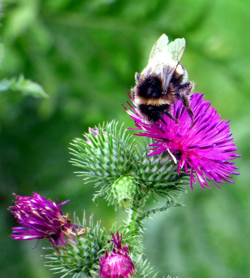 Flower nature garden