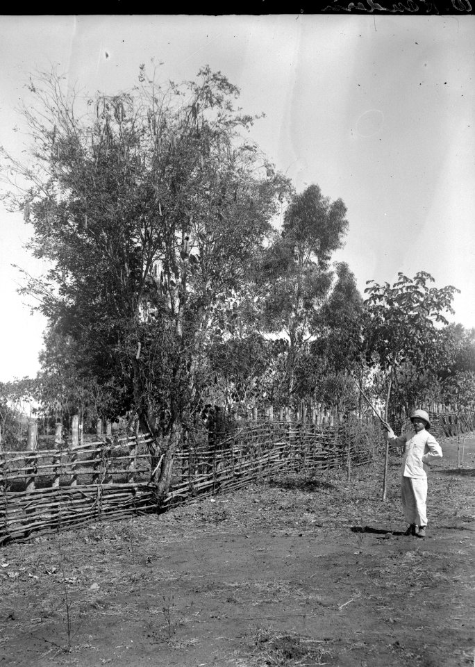 Jaenssens står och pekar på ett träd. s-te Marie de Marovoay. Madagaskar - SMVK - 021761