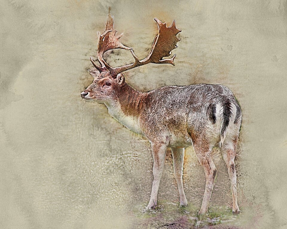 The horn of africa animal nature