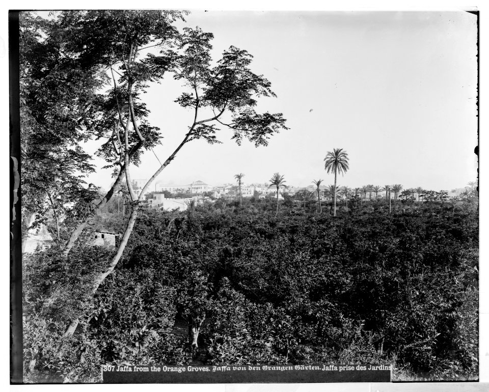 Jaffa (Joppa) and environs. Jaffa from the orange groves LOC matpc.06520