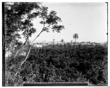 Jaffa (Joppa) and environs. Jaffa from the orange groves LOC matpc.06520