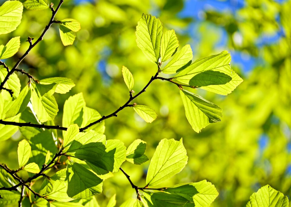 Leaves parrotia persica bright photo