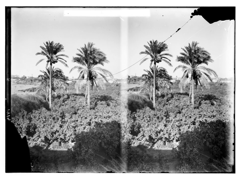 Jaffa (Joppa) and environs. Palm trees and orange grove LOC matpc.11350