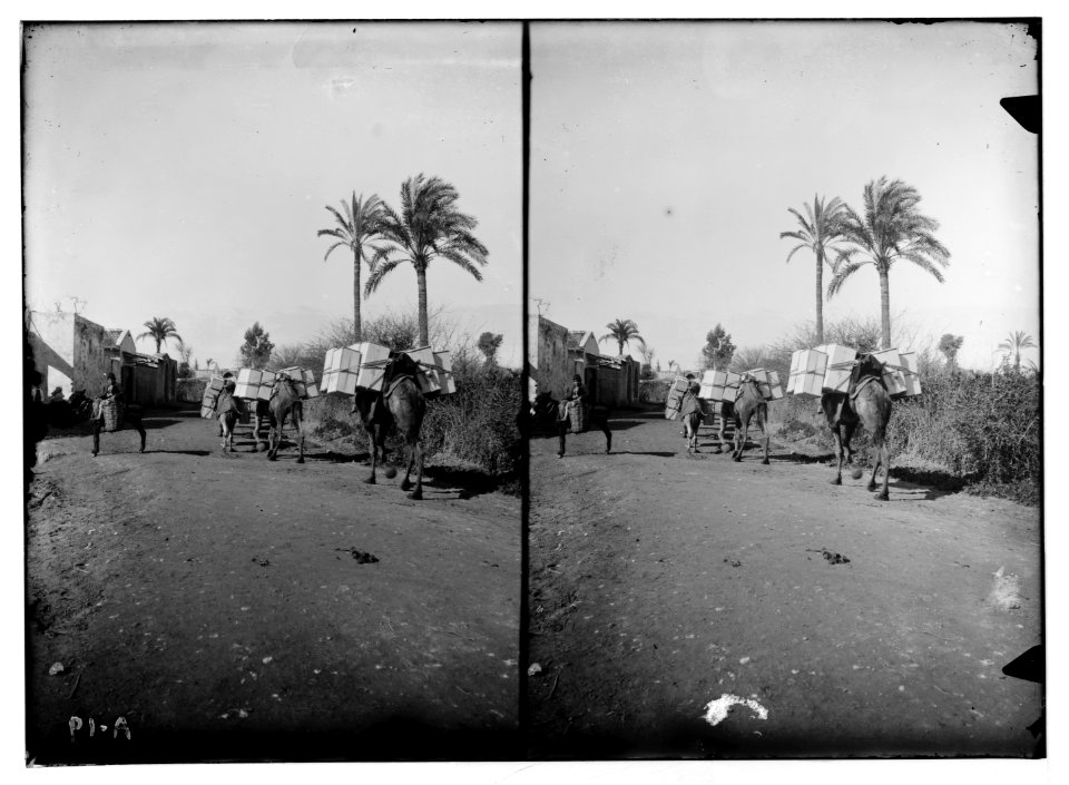 Jaffa orange culture. Camels carrying boxes of oranges to the port LOC matpc.04991