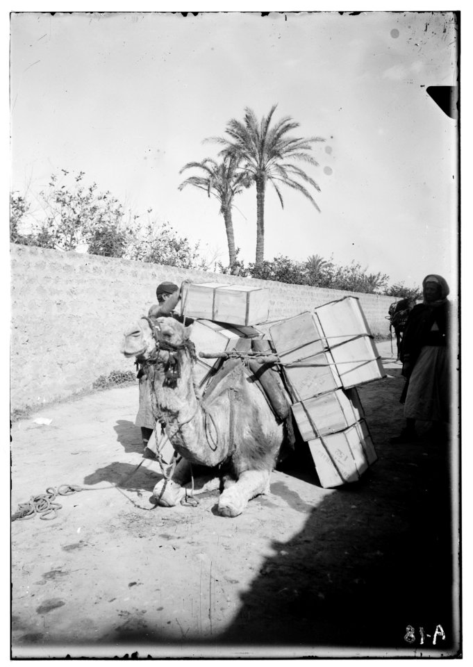 Jaffa orange culture. Loading camel with orange boxes LOC matpc.00684