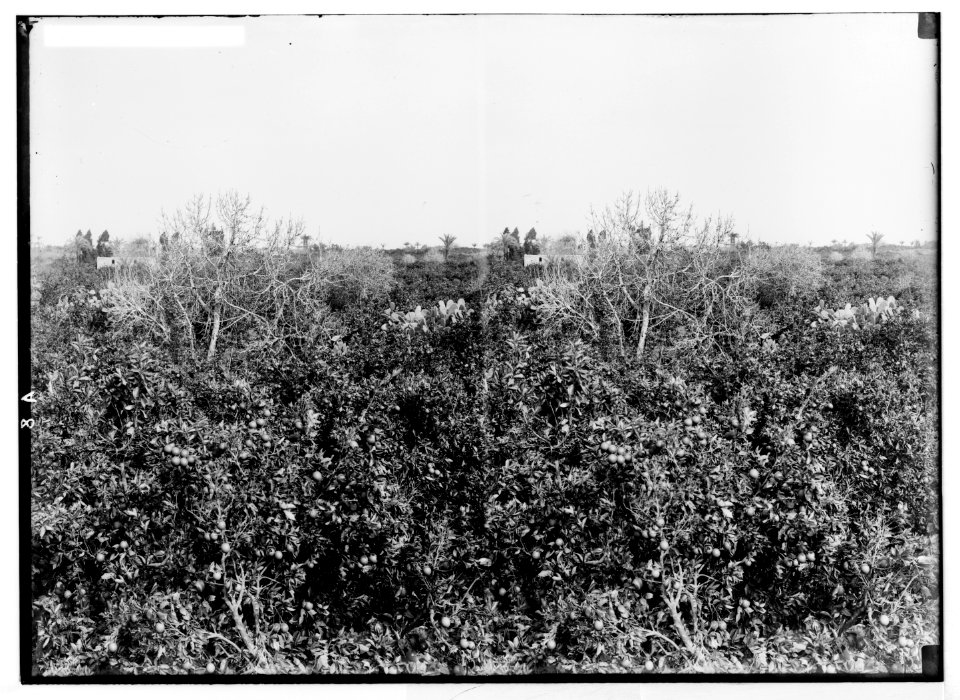 Jaffa orange culture. Orange grove LOC matpc.04984
