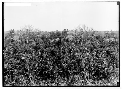 Jaffa orange culture. Orange grove LOC matpc.04984