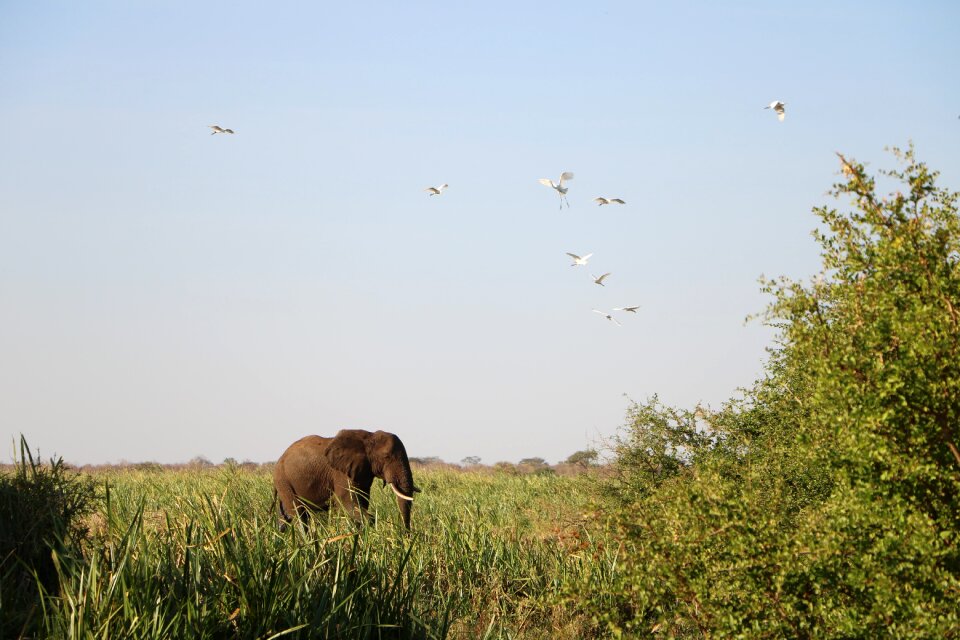 Elephant nature wildlife