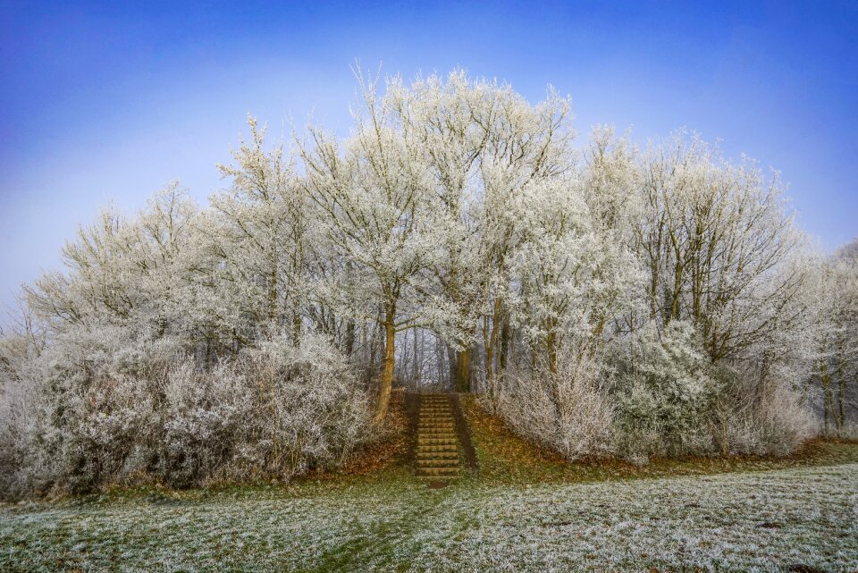Season grove of trees gradually