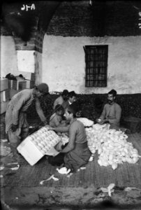 Jaffa orange culture. Packing oranges LOC matpc.00683