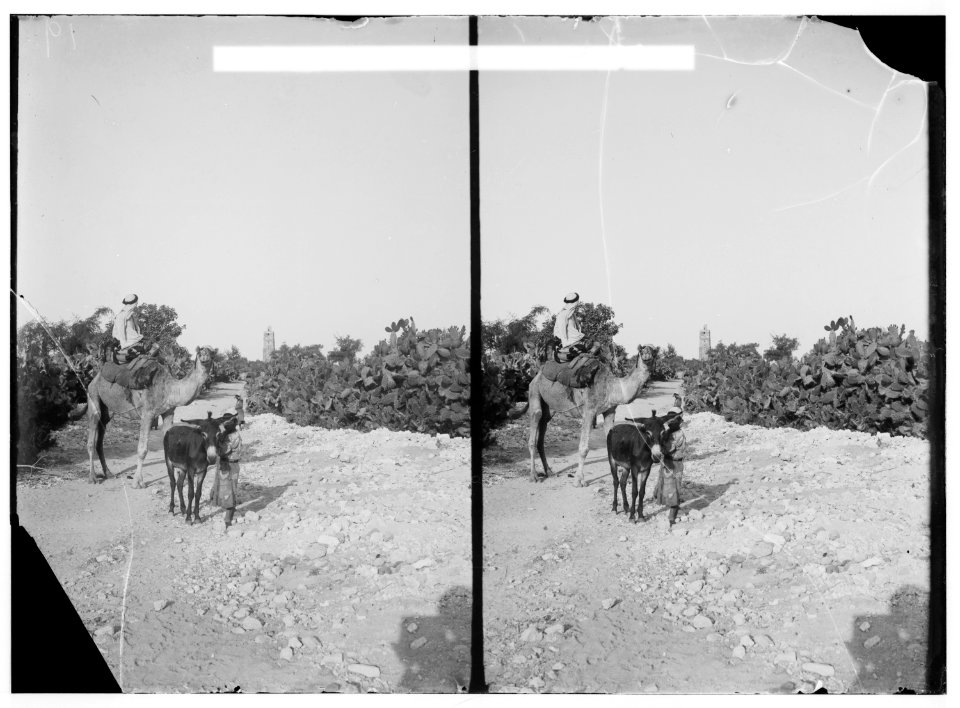 Jaffa to Jerusalem. Cactus hedges and the Tower of Ramleh LOC matpc.00835