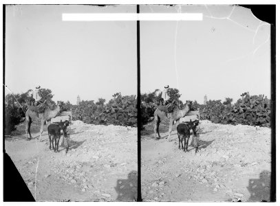 Jaffa to Jerusalem. Cactus hedges and the Tower of Ramleh LOC matpc.00835