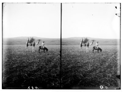 Jaffa to Jerusalem. Distant view of Gezer (Abou Shusheh) LOC matpc.04995