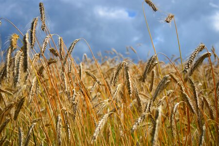 Agriculture nature summer photo