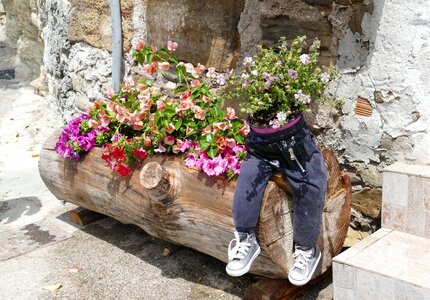 Plant florist floral arrangement