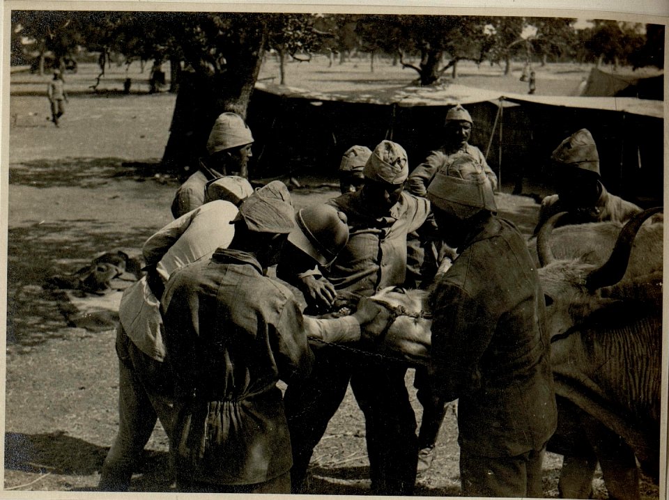 Kum Burnu Tierärztliche Visite. (BildID 15546381)