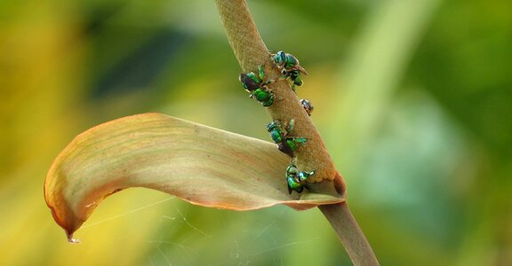 Insect plant armenia