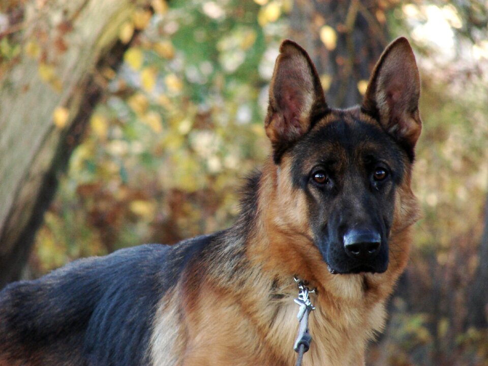 Alsatian animal cute