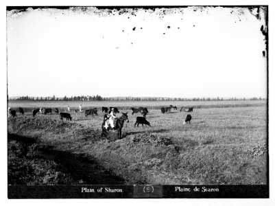 Jaffa (Joppa) and environs. Plain of Sharon LOC matpc.07471