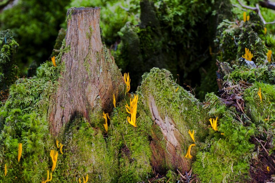 Strunk mushroom tree stump