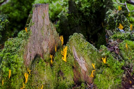 Strunk mushroom tree stump