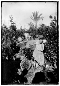 Jaffa orange culture. Boys with baskets of oranges LOC matpc.00682