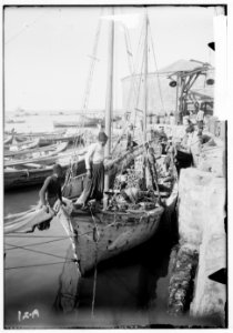 Jaffa orange culture. Coasting boat being loaded with oranges LOC matpc.00685