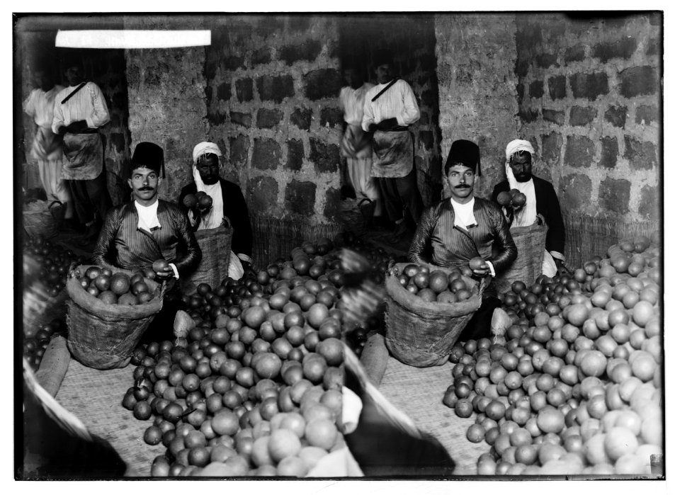 Jaffa orange culture. Grading oranges LOC matpc.04988