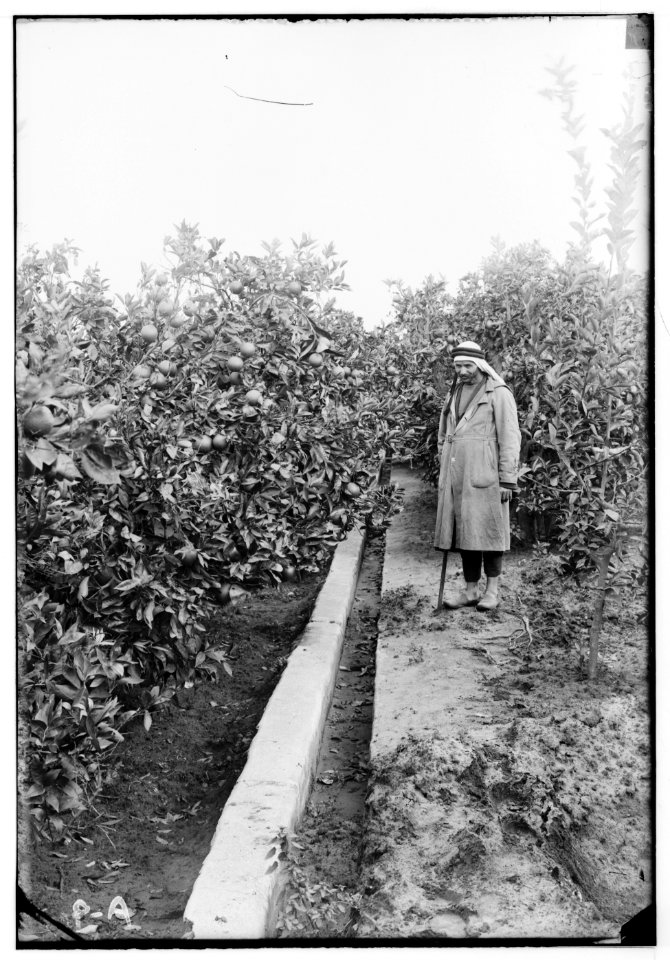 Jaffa orange culture. Orange grove with irrigating canal LOC matpc.00681