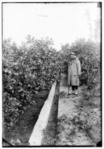 Jaffa orange culture. Orange grove with irrigating canal LOC matpc.00681