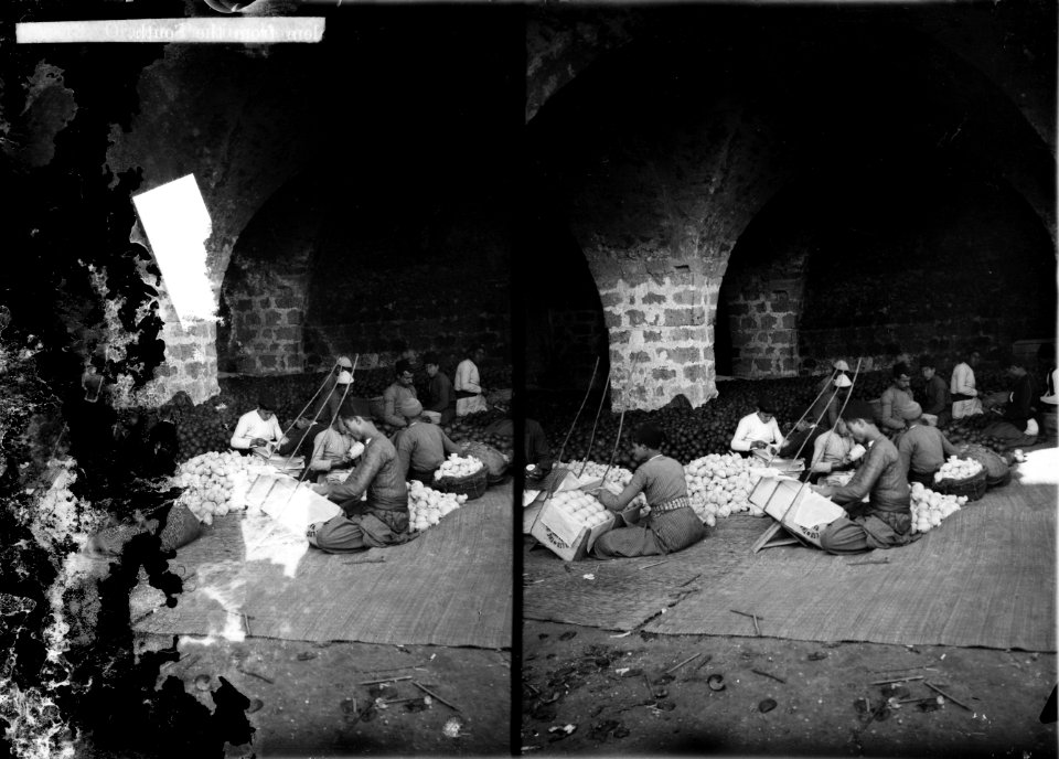 Jaffa orange culture. Orange packing house LOC matpc.07616