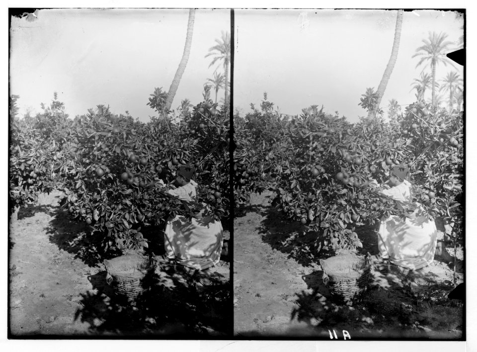 Jaffa orange culture. Picking oranges LOC matpc.04986
