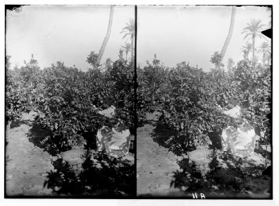 Jaffa orange culture. Picking oranges LOC matpc.04986