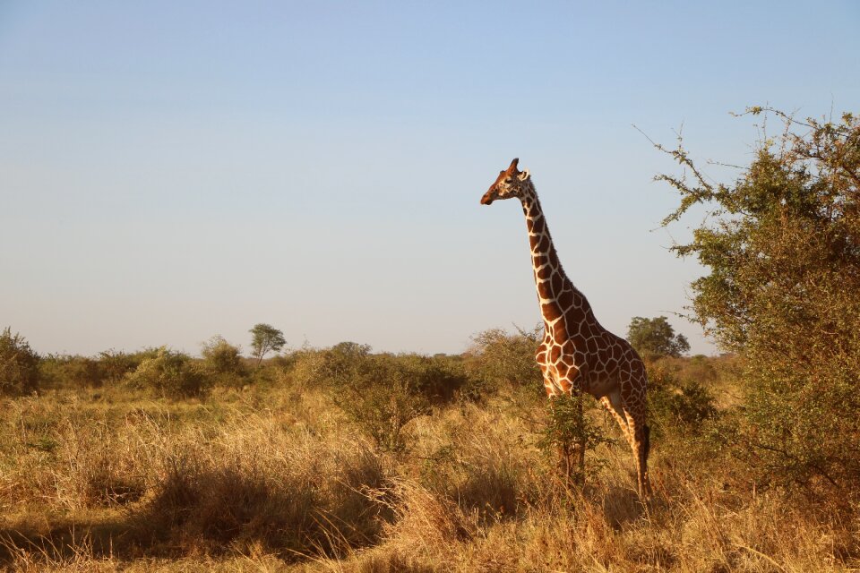 Africa animal nature