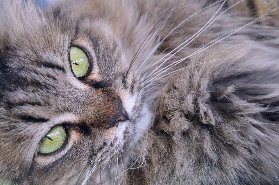 Resting feline pets photo