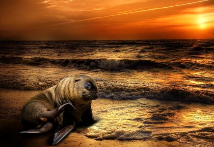 Meeresbewohner sunrise coast photo